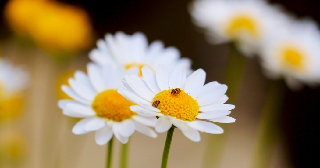 The University for Life and Peace – Fulfilling Chan and Manifesting Avatamsaka
