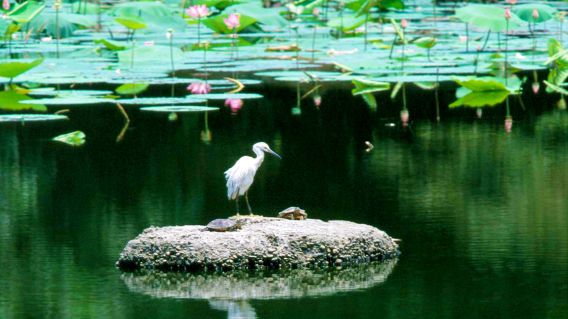 Harmonious Interdependency Among Differences
