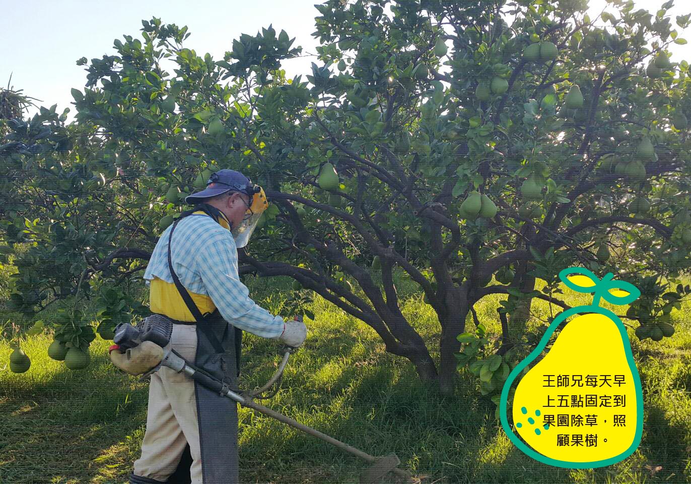 王師兄每天早上五點固定到果園除草，照顧果樹